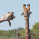 Imagen para el artículo titulado Aquí están por fin las fotos de animales más cómicas de 2020